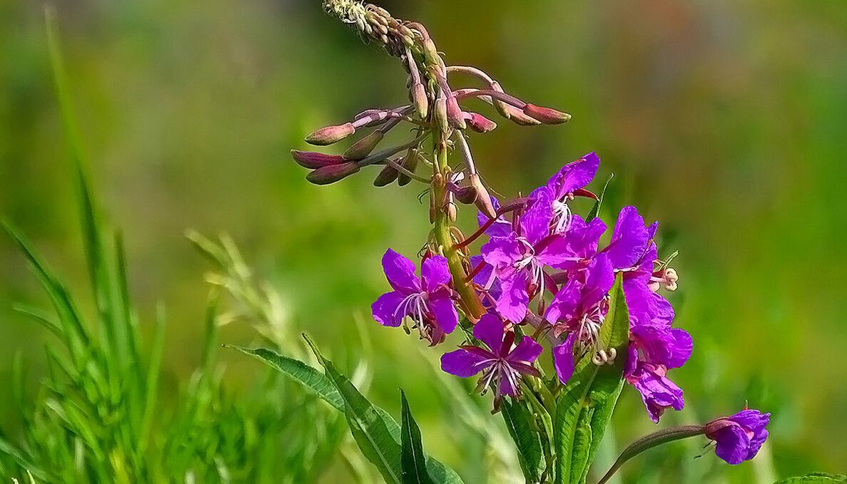 Fireweed in RevitaProst